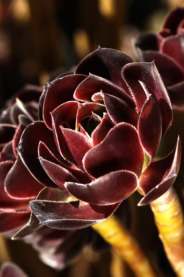 Purple Aeonium Succulent by Joy Watson